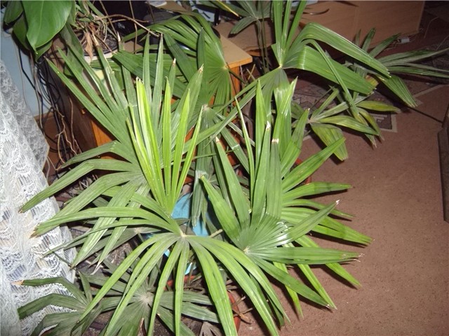 palme
